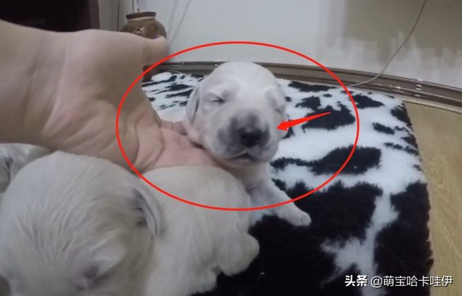 金毛生了十四只宝宝,金毛生了九只小宝宝