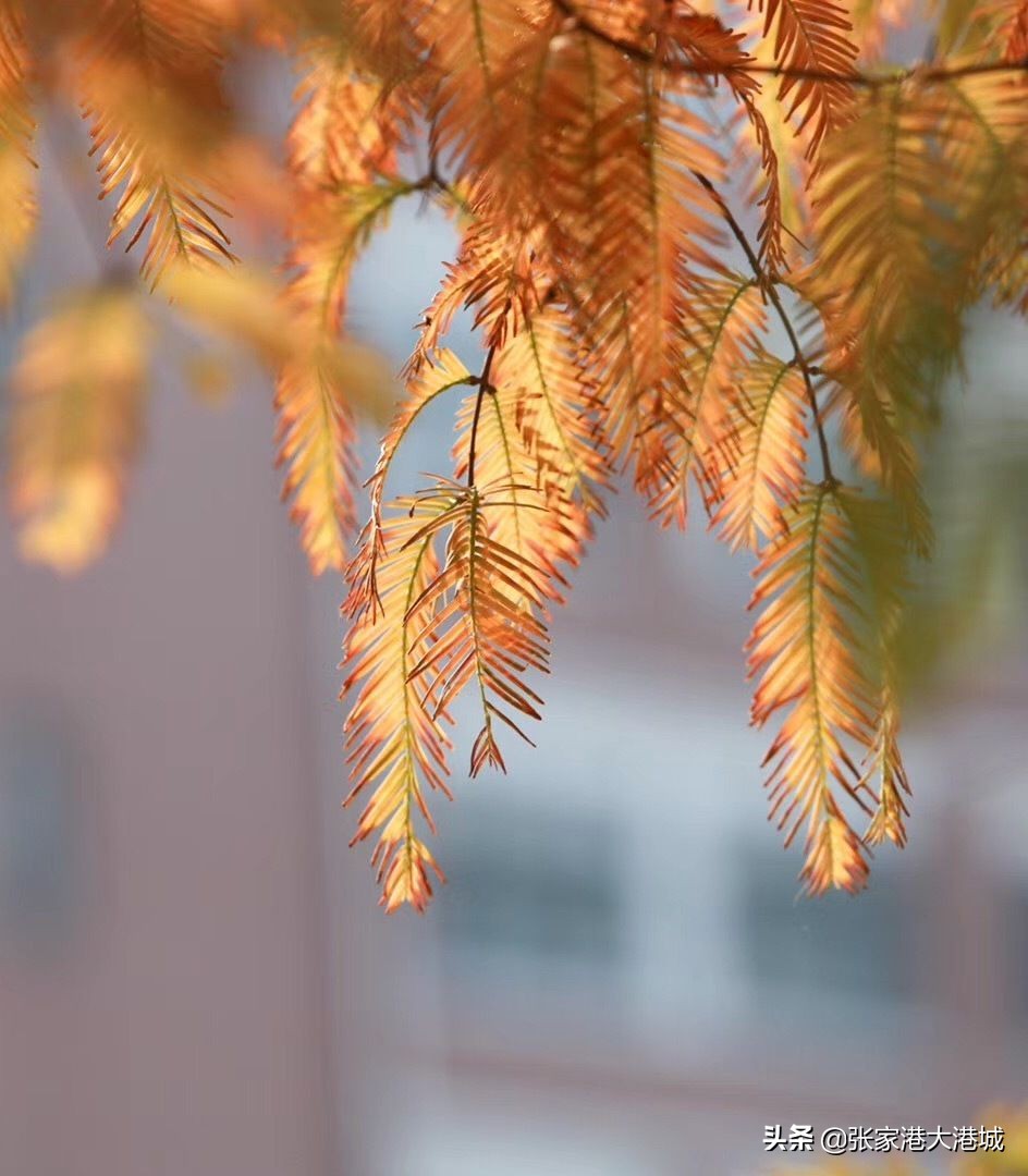 大学绝美秋景,最美的秋色美景