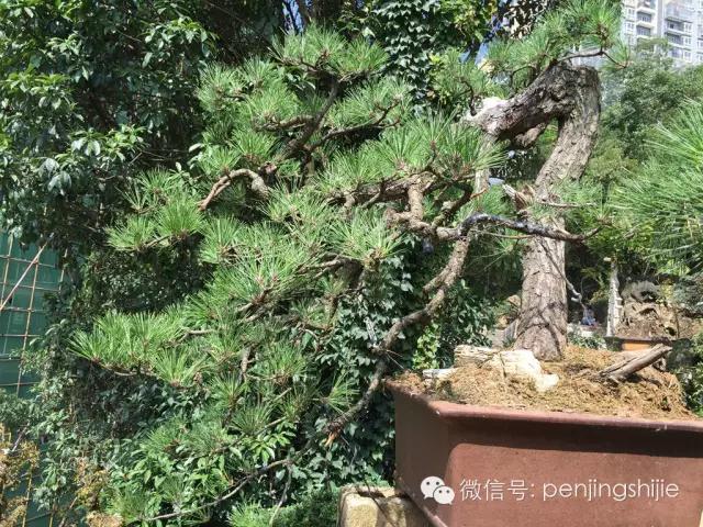 价值千万的盆景都有什么 (1000万元以上映山红盆景)