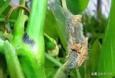 辣椒的灰霉病体现是什么症状,辣椒灰霉病会黄叶掉叶子吗