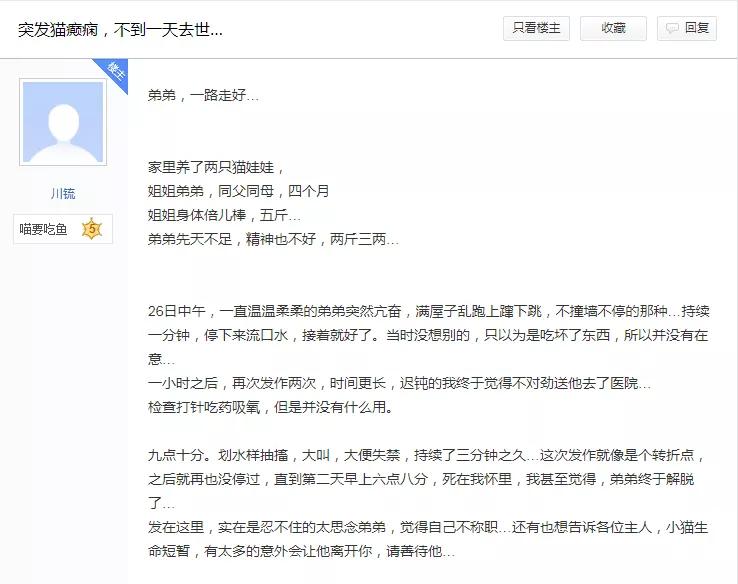 我们家猫真的很弱智怎么办,猫为什么又蠢又自以为是