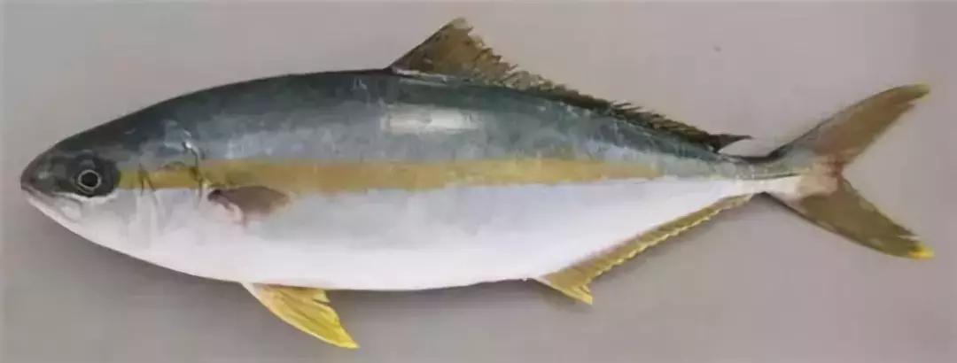 原神美食点评,江户前美食攻略