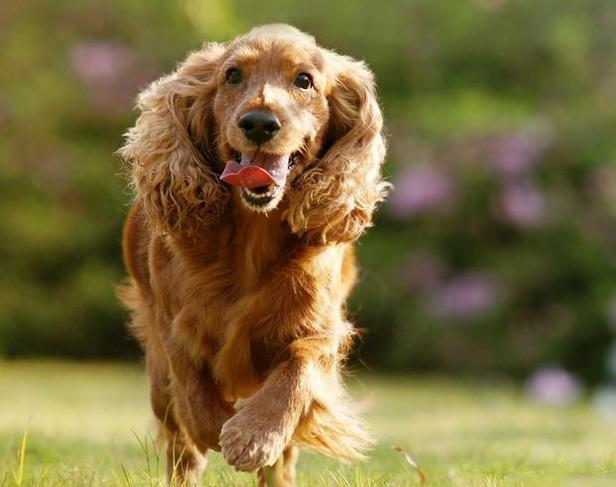 可卡犬为什么不建议养,可卡犬的正确喂养方法