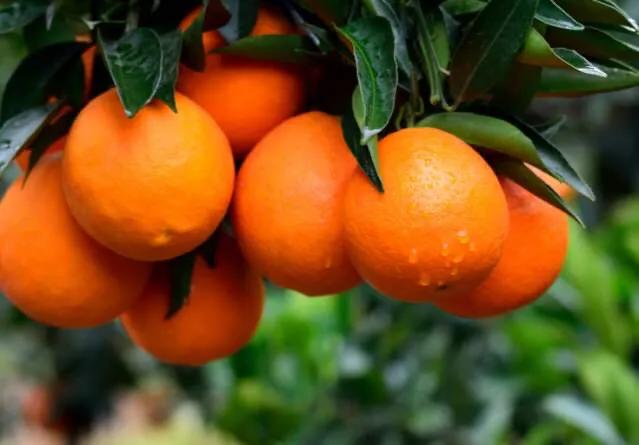 中国十大名橙雷波脐橙,识别雷波脐橙