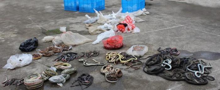 查获眼镜蛇,广东查获900斤眼镜蛇