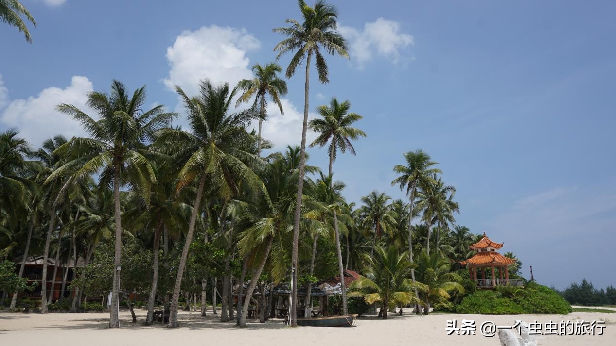 海口东郊椰林,东郊椰林的椰风摇曳