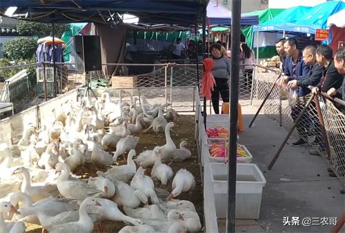 农村现在挣钱的门路有哪些,农村赚钱三个门路