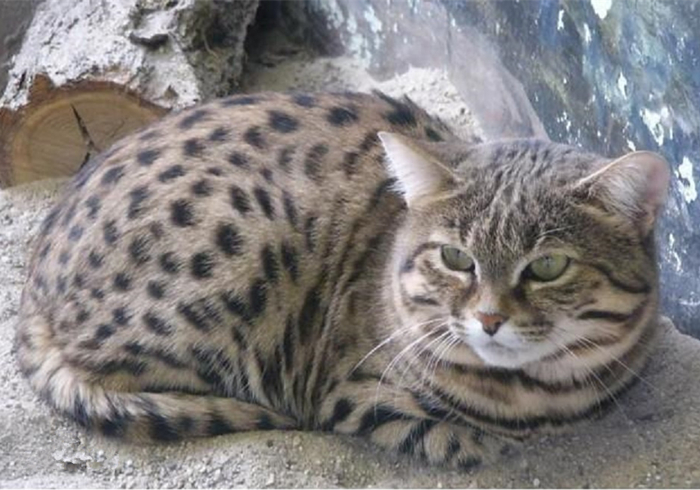 黑足猫夜晚捕食视频,沙漠黑足猫