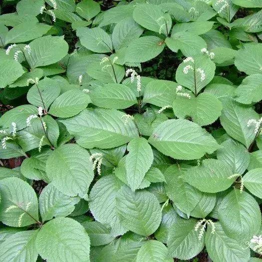 园林耐阴药大全,园林耐阴苗木套种花