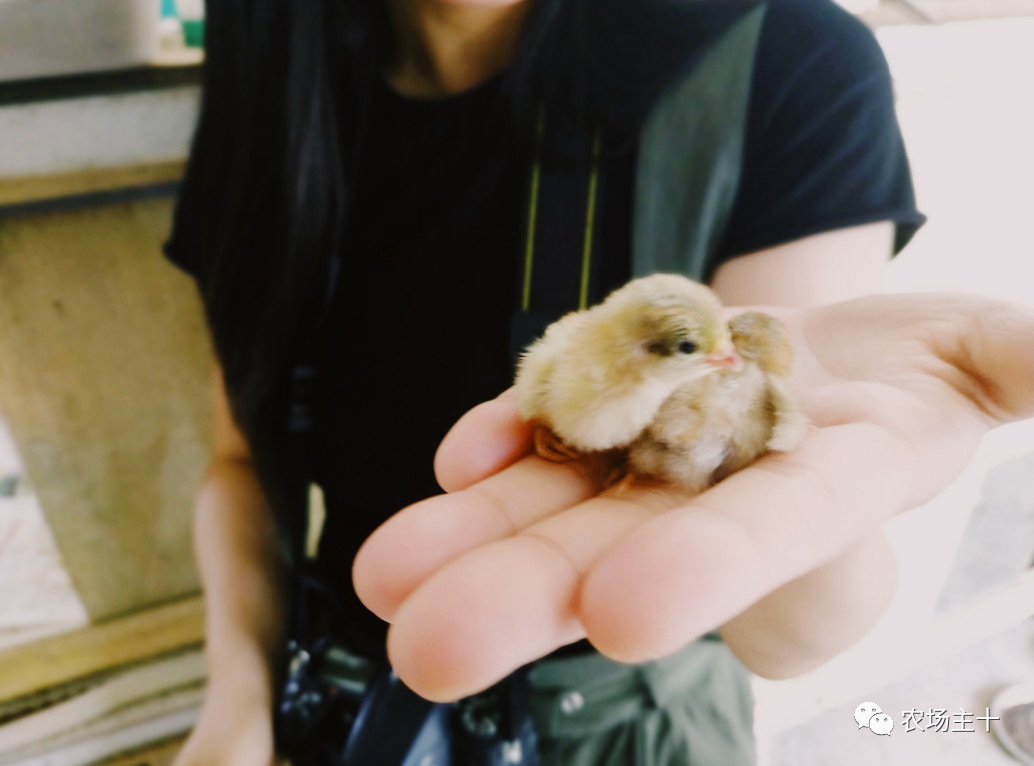 从沿街乞讨到身家亿万，“特养教父”32年的农业路堪称一部传奇史