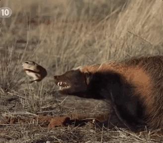 全球最无所畏惧的平头哥,世界上谁能打败平头哥
