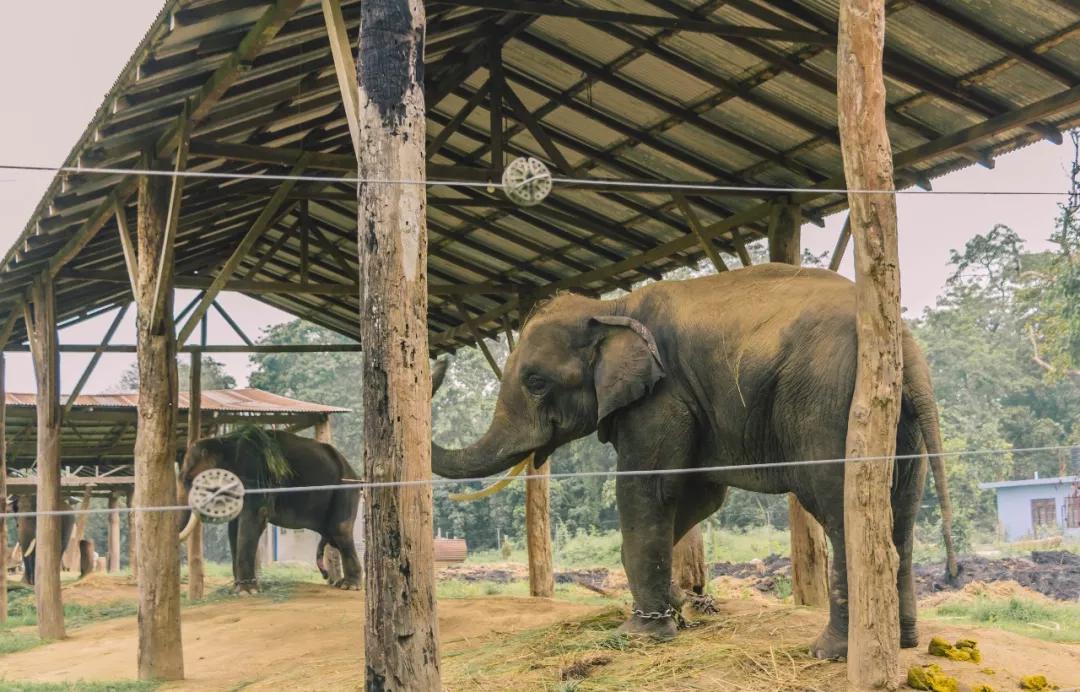 *局骗**和微笑,3000元带你体验双面尼泊尔