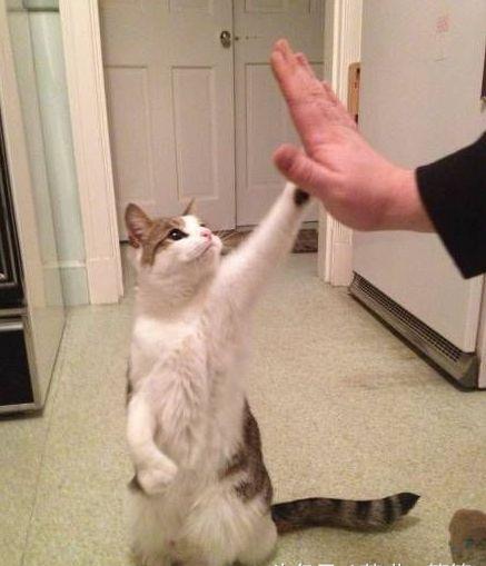 想要一只可爱小猫咪吗,如何训练出一只听话的猫咪