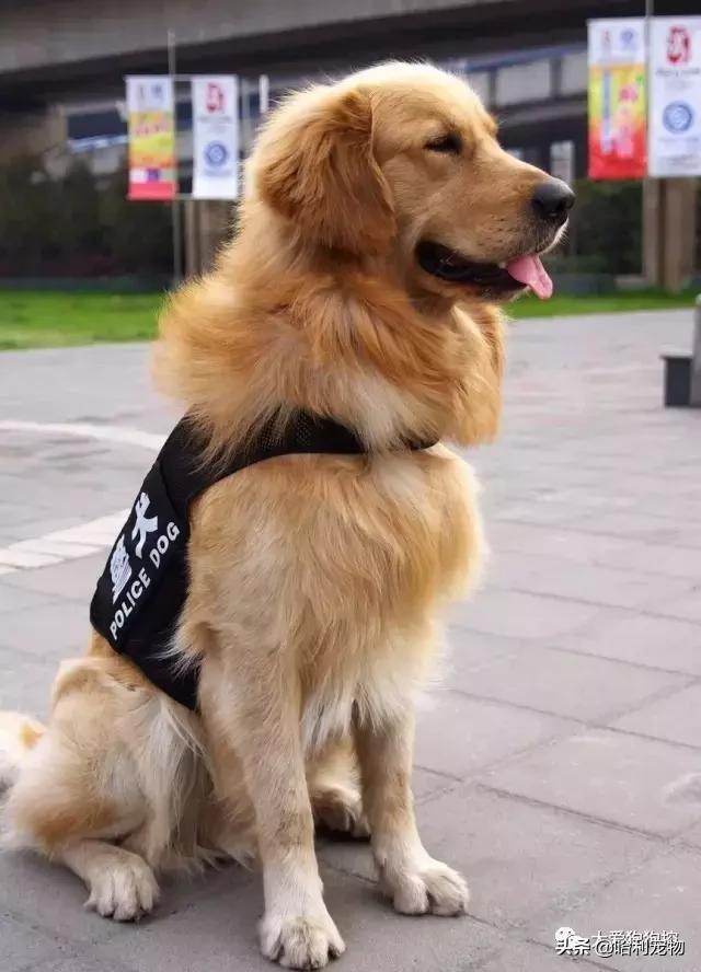 金毛犬和泰迪犬哪个聪明,金毛犬有多聪明视频