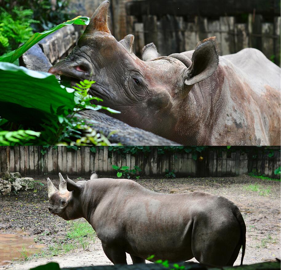 2019广州长隆动物园有哪些动物,广州长隆动物园多少个动物