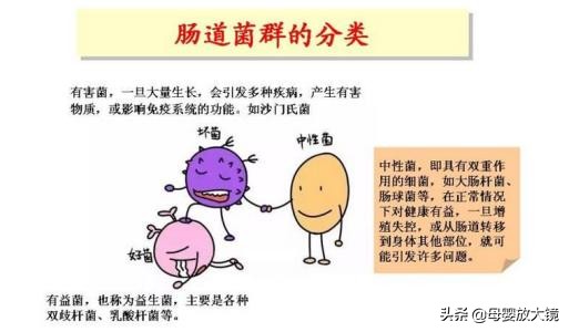 科普为什么说益生菌是最好的药,益生菌是夸大其词还是真实有效