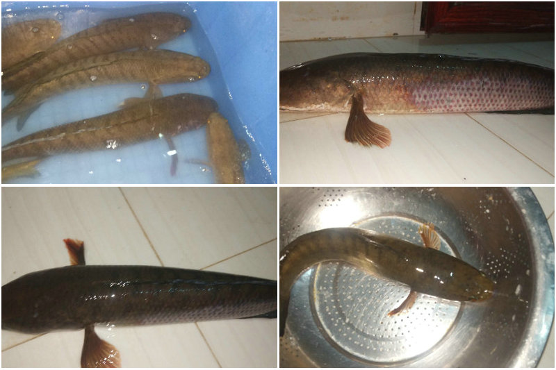 七星鱼？养了一年的鱼塘，年底却捞起一群没见过的怪鱼，能吃吗？