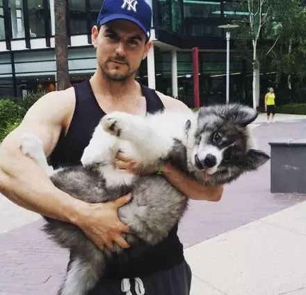 一只金毛两只阿拉斯加三只萨摩耶,雪橇三傻阿拉斯加哈士奇萨摩耶