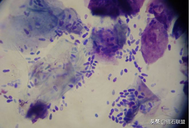 刚给狗狗洗澡就脏了,在家给狗狗洗澡到底是好还是坏