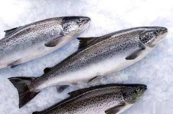 神户牛肉蓝鳍金枪鱼,神户牛