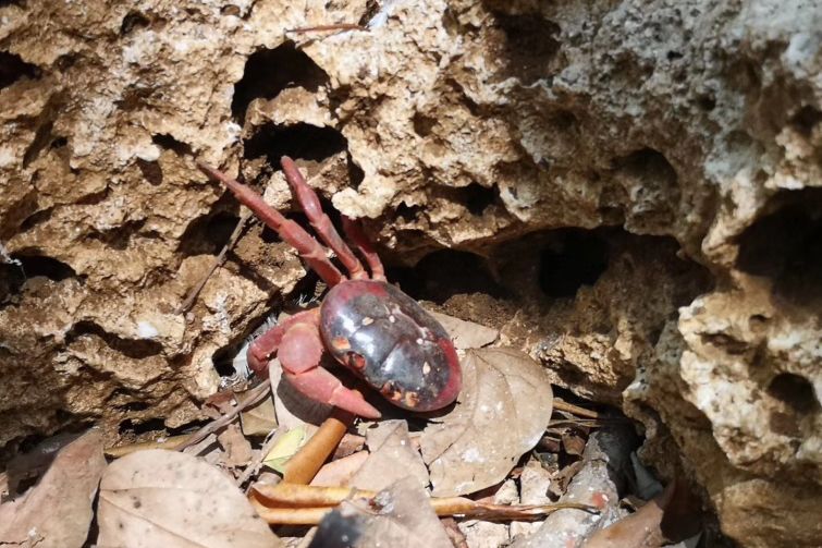 听说过网红猫岛、猪岛，见识过真正硬核的“蟹岛”吗？