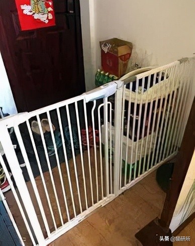 脚气传染猫咪 (猫咪脚气一般什么症状)