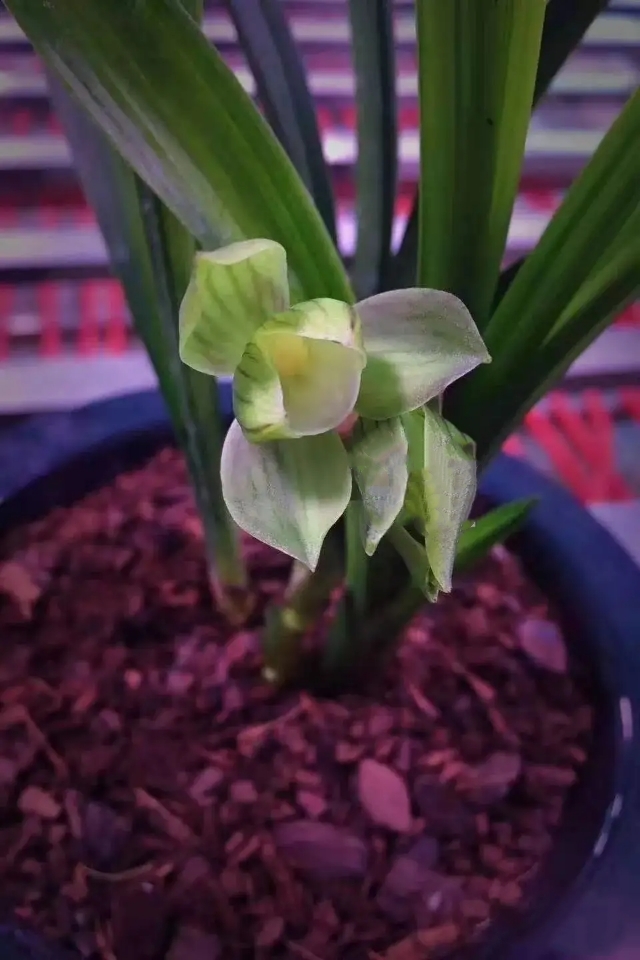 春剑多少钱一株,春剑十大品种排名多少钱一株