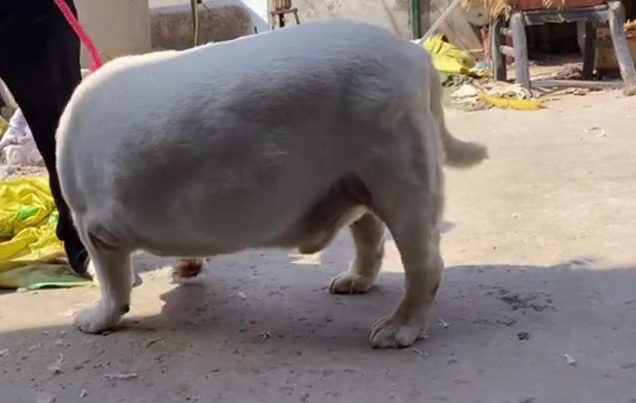 拉布拉多重120斤酷似小猪,拉布拉多82斤多少钱