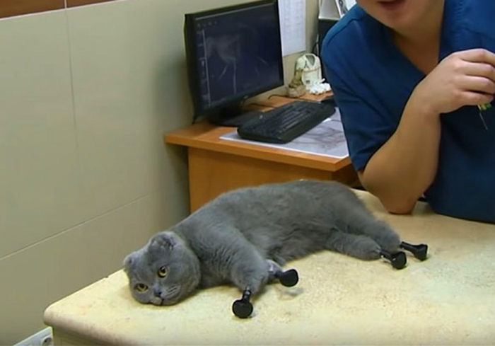 猫咪突然休克,猫咪突然抽搐休克直接失去心跳