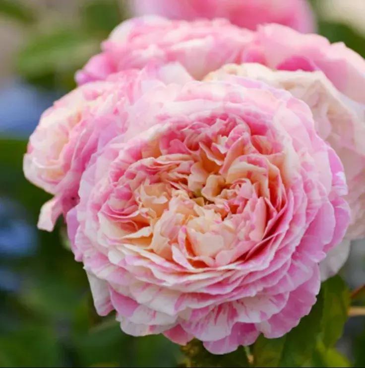 20种必买月季品种图片,网购月季有哪些品种好活