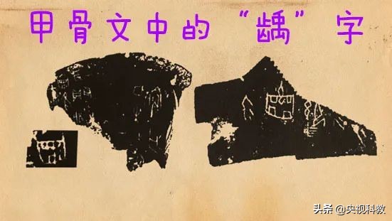 寻求治牙痛的妙招,专治牙痛的秘密药方