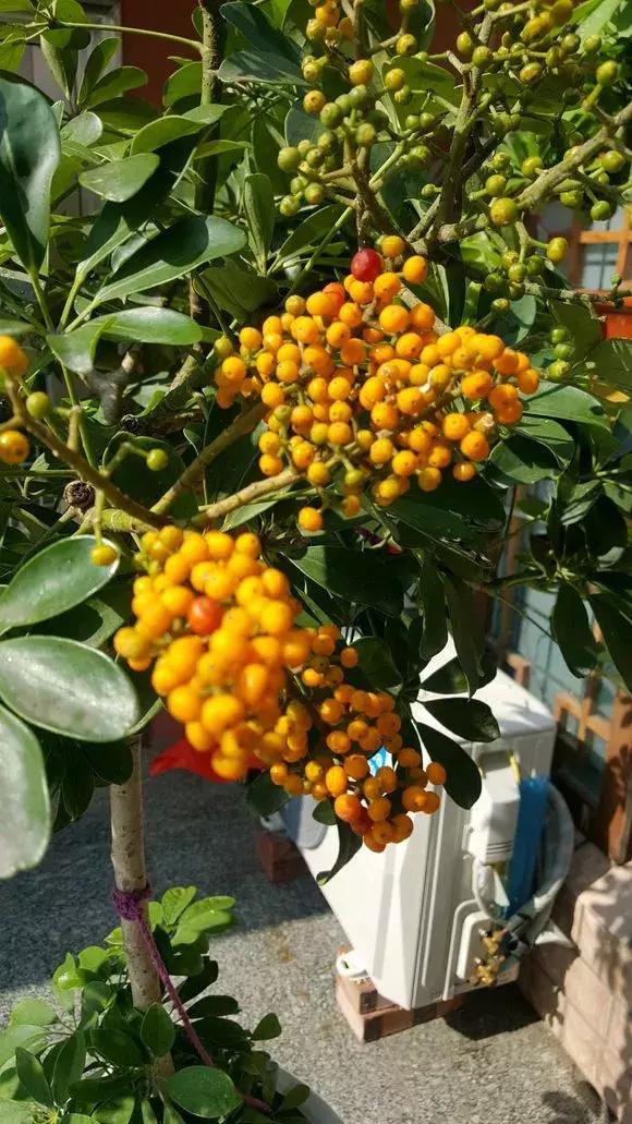 鸭掌木叶子发黄烂根，时刻把握好“养护5点”，叶子翠绿有生机