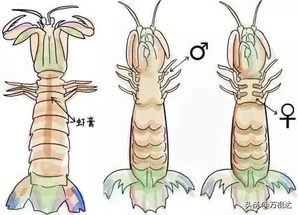 据说在天津，没有一只皮皮虾能活着走出去！