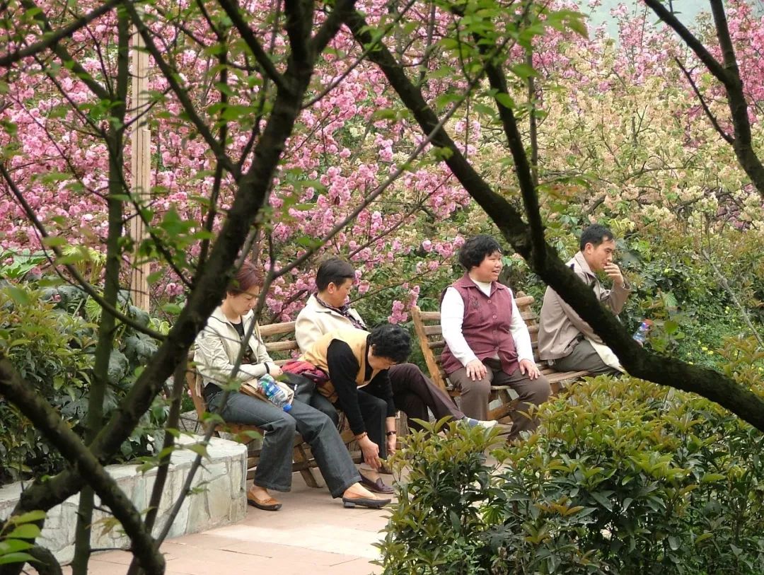 又是人间四月天踏青赏花正当时,正是人间芳菲时