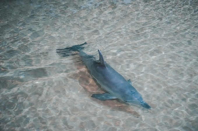 澳洲观鲸攻略,澳洲观鲸之旅