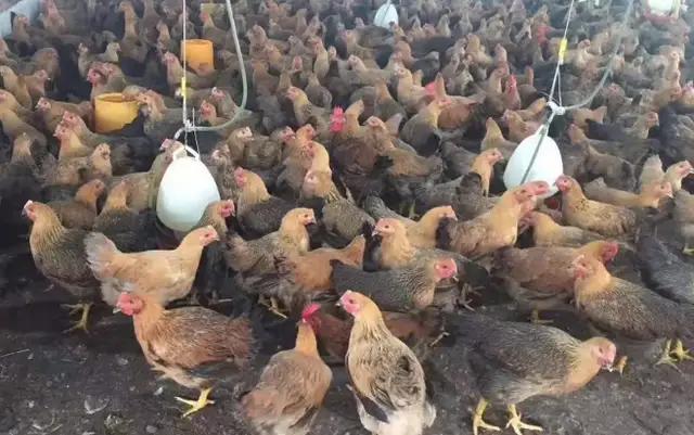 鸡病怎么越来越难治,鸡病后期难治原因