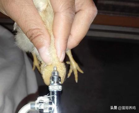 养鸡防疫流程,养鸡防疫最新方法