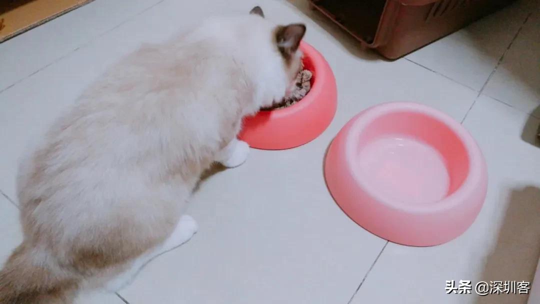 深圳猫市,深圳猫