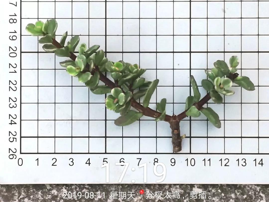 大花马齿苋养花技巧,马齿苋树盆栽怎么养