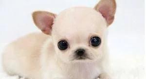 十二星座养什么宠物水瓶座,12星座适合养什么宠物狮子座