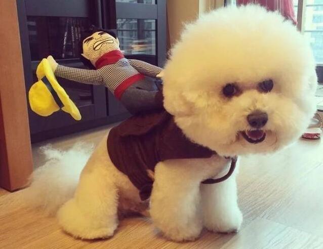 训练比熊用什么东西做奖励,训练比熊狗狗全部技能