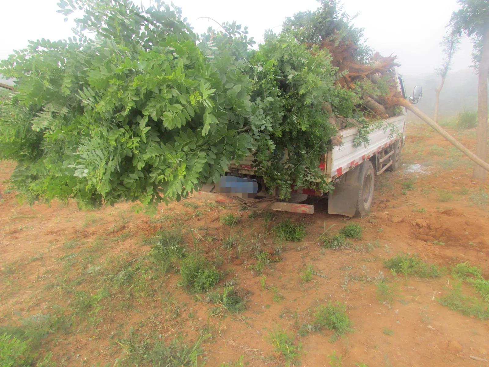 偷树贼落网了视频,偷树贼的故事100个