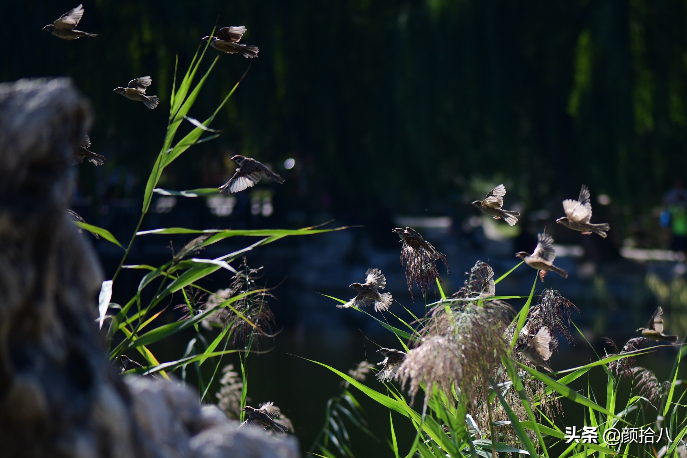 北京圆明园一日游推荐,圆明园秋色如画