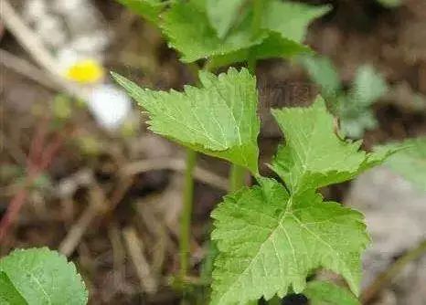 鍚冧簡杩欓亾鑿滆閫佸埌鍖婚櫌鎬ユ晳,鍚冧簡杩欓亾鑿滆閫佽繘icu鎶㈡晳
