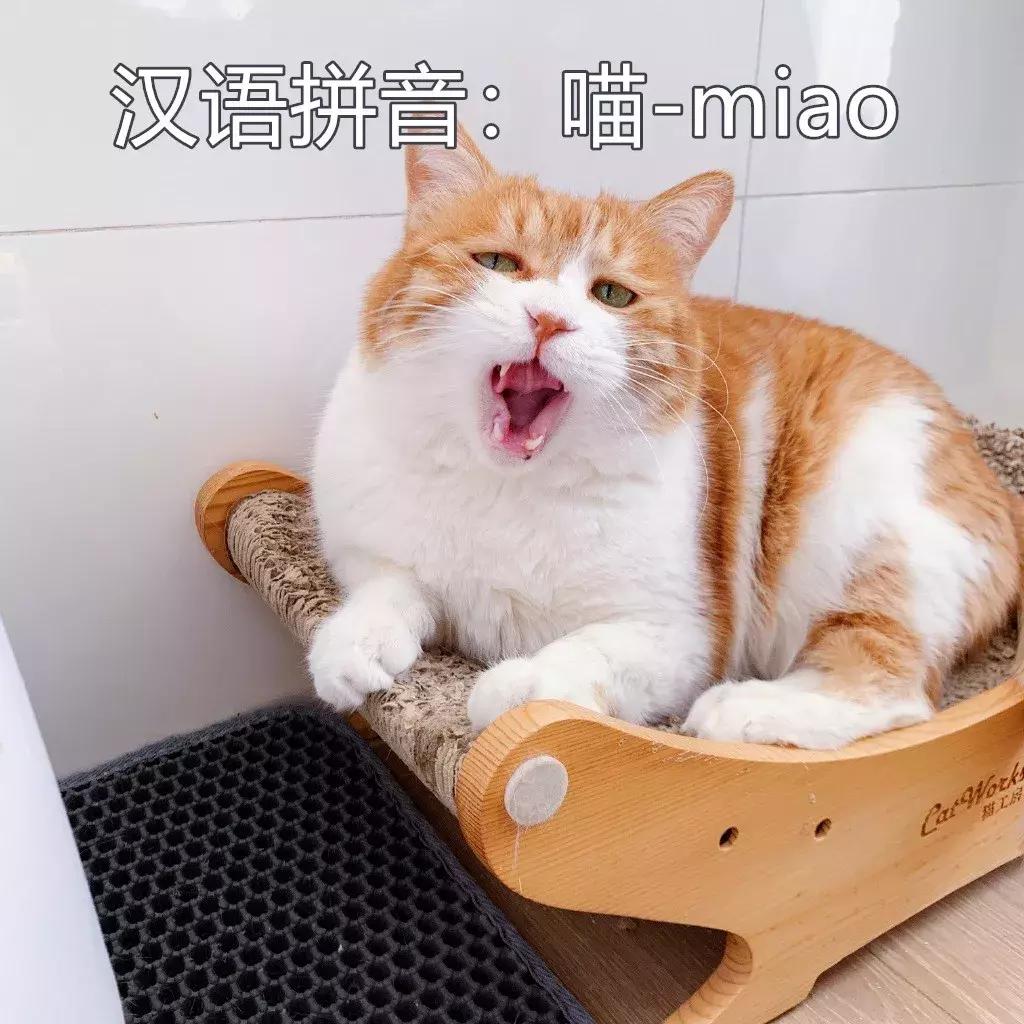 本国的猫可以听懂外国的猫叫吗 (中国的猫听得懂外国猫的叫声吗)