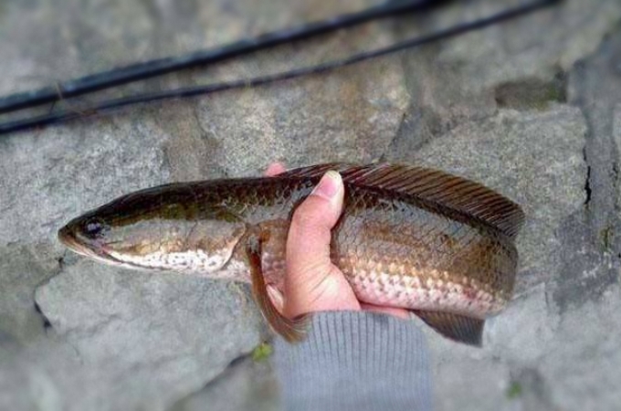 黑鱼钓法技巧全攻略,黑鱼到底该怎么钓