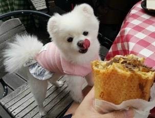 博美犬掉毛掉得厉害是什么原因,博美犬掉毛的原因与处理方法