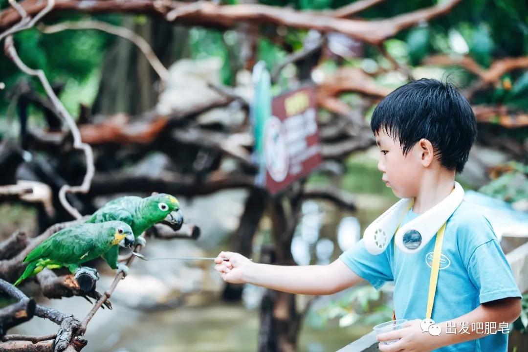 长隆飞鸟乐园长隆熊猫酒店怎么选,周一长隆野生动物园游玩攻略