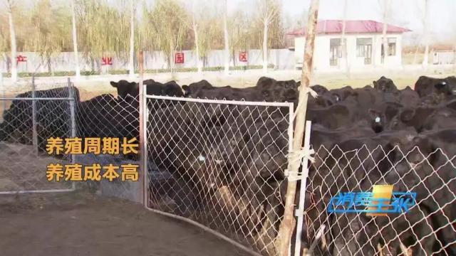 牛肉批发价最新价格,牛肉价格补贴最新消息
