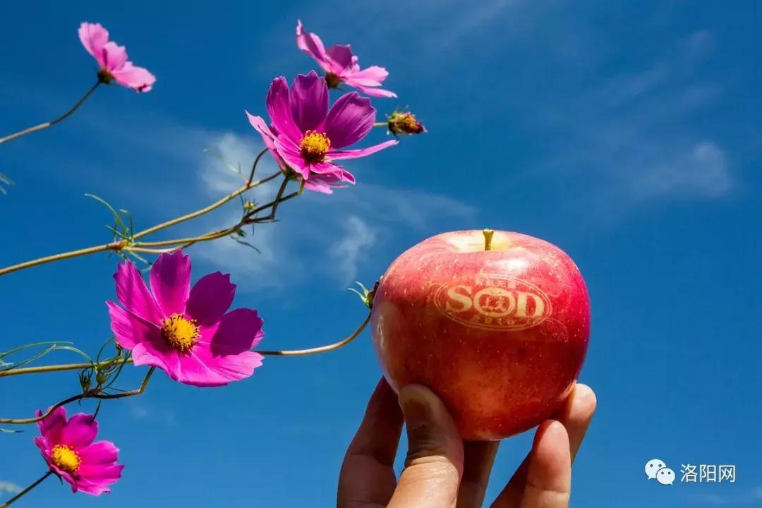 洛阳向全球推介,洛阳向世界发出邀请